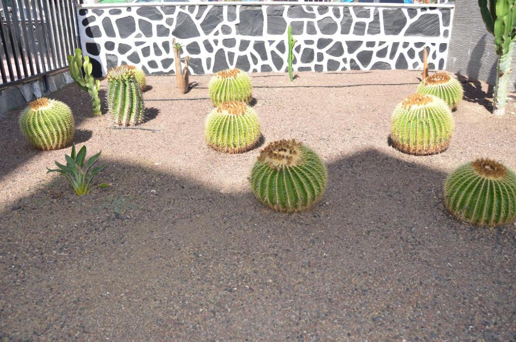 Los Cactus Playa del Inglés Exteriér fotografie